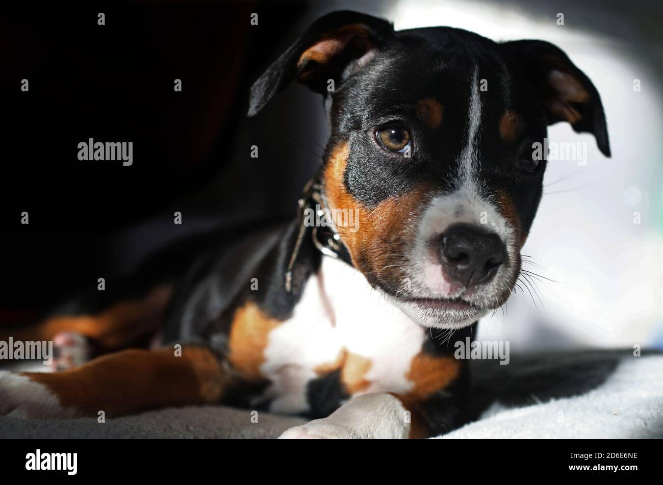 Birmingham Dogs Home High Resolution Stock Photography and Images - Alamy
