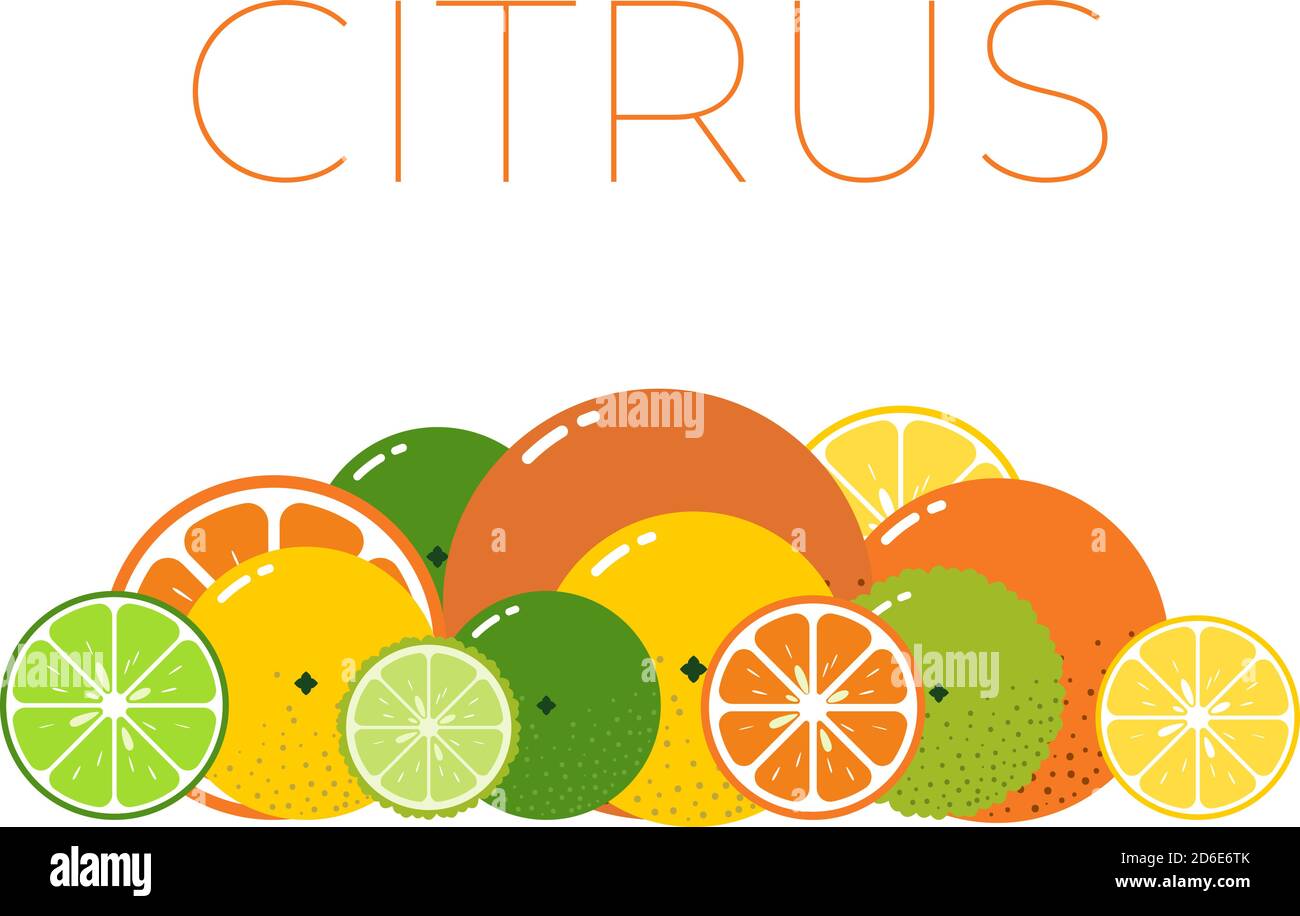 Vector Citrus Fruits pack and sliced half of Citrus on white background