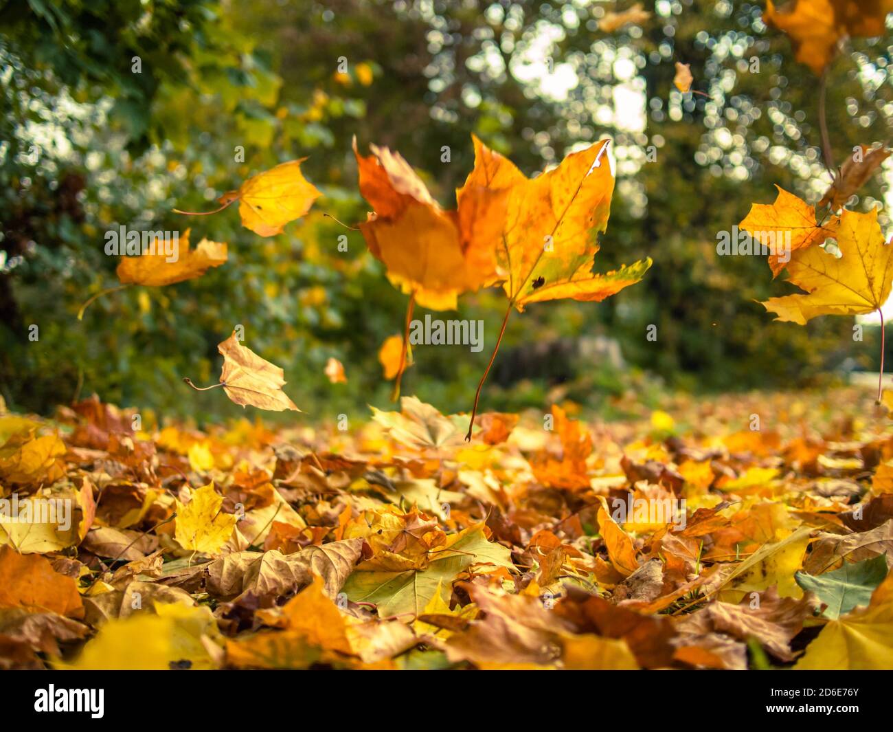 Yellow leaves falling from trees on a sunny autumn day Stock Photo - Alamy