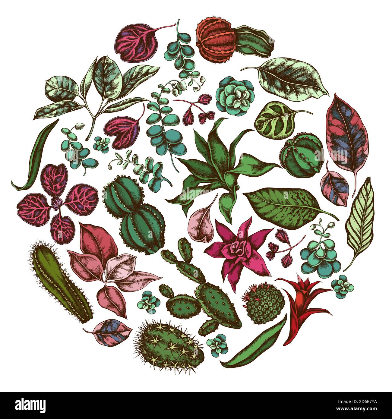 Round floral design with colored ficus, iresine, kalanchoe, calathea, guzmania, cactus Stock Vector