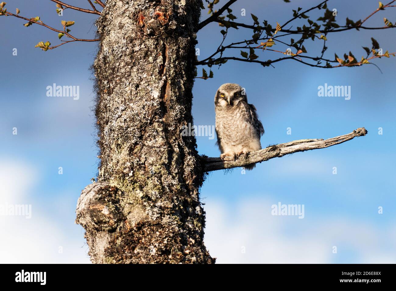 Hawk owl chick looking on a branch in a Finnish taiga forest Stock Photo