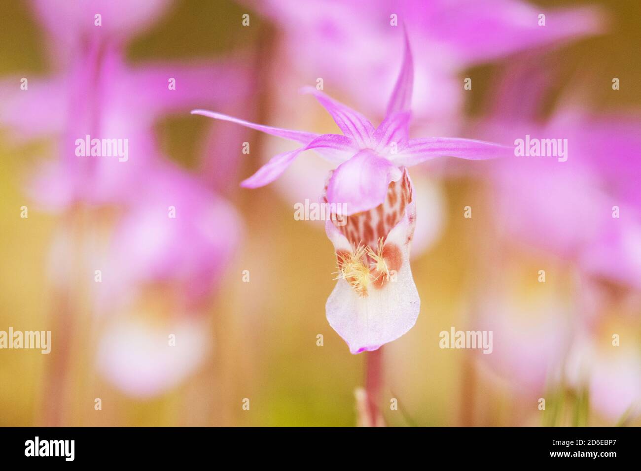 Beautiful and rare Northern flower Calypso orchid, Calypso bulbosa blooming in lush summery taiga forest, Oulanka National Park. Stock Photo