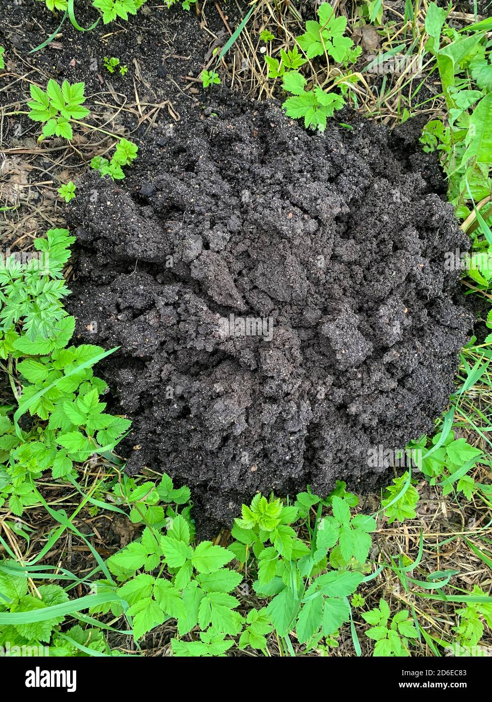 Piles of black earth piled by mole on grass Stock Photo Alamy