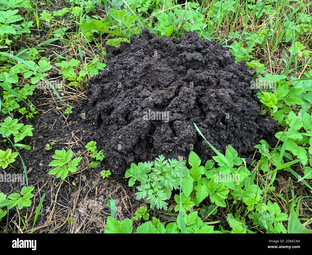 Piles of black earth piled by mole on grass Stock Photo Alamy