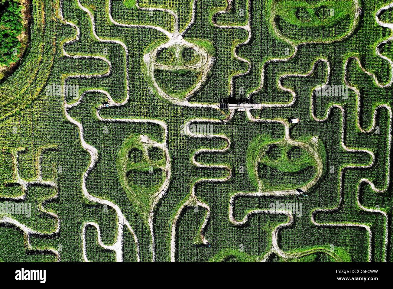 Mt. Dora, United States. 15th Oct, 2020. October 15, 2020 - Mt. Dora, Florida, United States - The annual fall corn maze is seen at Long and Scott Farms in this aerial view from a drone on October 15, 2020 in Mt. Dora, Florida. The theme for this yearÕs 6-acre maze, which is open with social distancing during the coronavirus pandemic, is 'Farm to Table.' Credit: Paul Hennessy/Alamy Live News Stock Photo