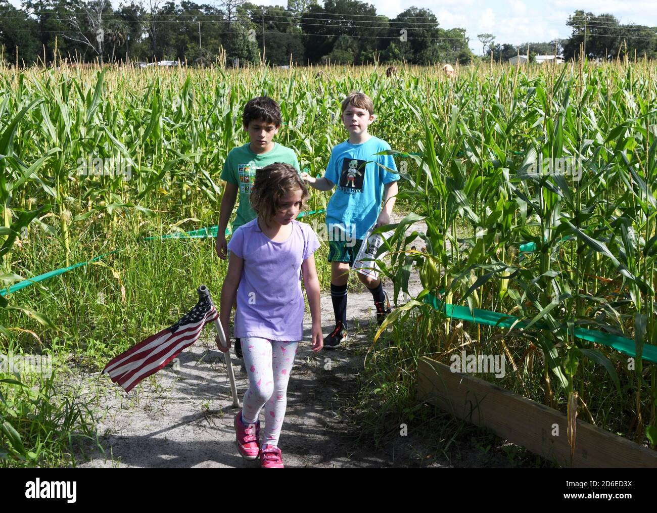 Mt. Dora, United States. 15th Oct, 2020. October 15, 2020 - Mt. Dora, Florida, United States - Children navigate the annual fall corn maze at Long and Scott Farms on October 15, 2020 in Mt. Dora, Florida. The theme for this yearÕs 6-acre maze, which is open with social distancing during the coronavirus pandemic, is 'Farm to Table.' Credit: Paul Hennessy/Alamy Live News Stock Photo