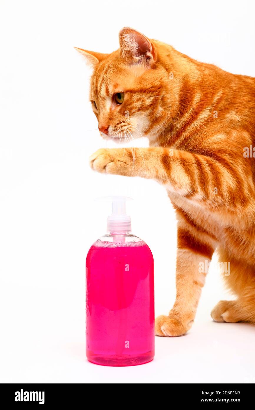 Humorous washing hands concept of a ginger tabby cat pressing a soap