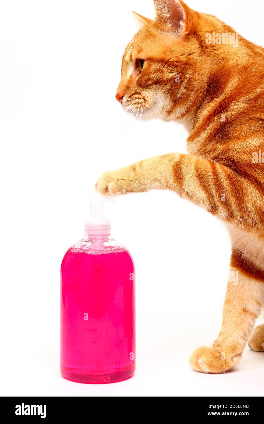 Humorous washing hands concept of a ginger tabby cat pressing a soap