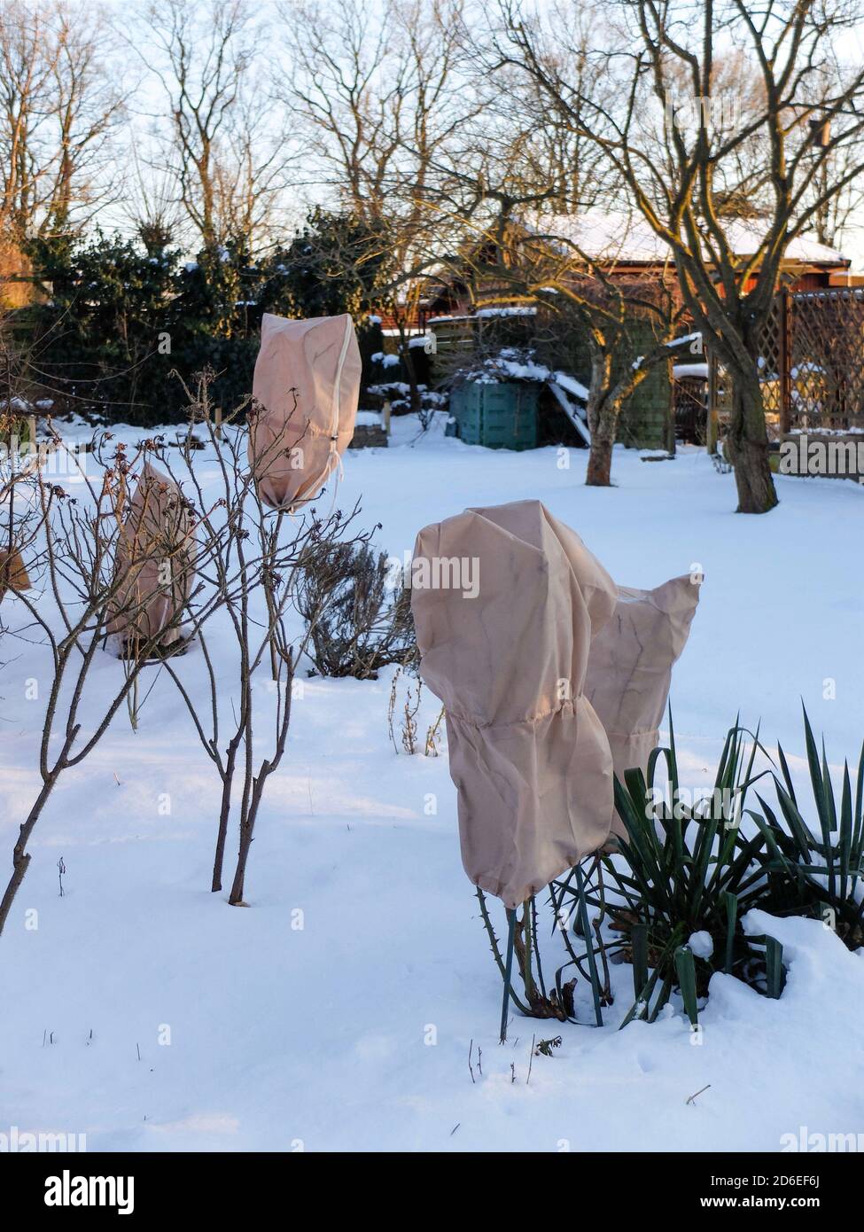 Frost protection plants hires stock photography and images Alamy
