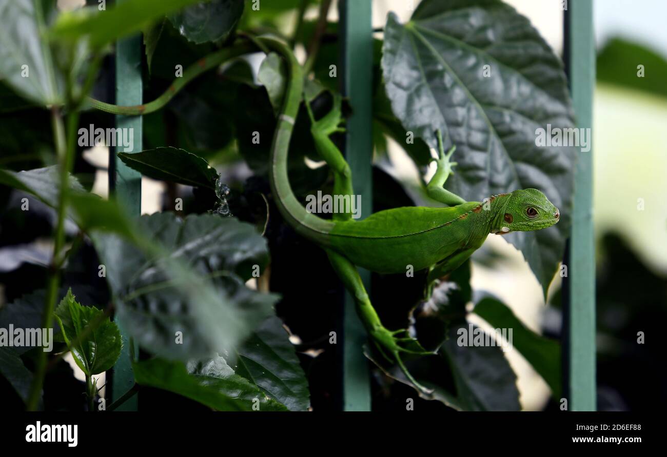 Valencia, Carabobo, Venezuela. 16th Oct, 2020. Caption:October 16, 2020. A small baby green iguana, better known as the common iguana, which belongs to the iguanidae family, walks between the fence of a house and the bushes in the garden. In Valencia, Carabobo, Venezuela - Photo: Juan Carlos Hernandez Credit: Juan Carlos Hernandez/ZUMA Wire/Alamy Live News Stock Photo