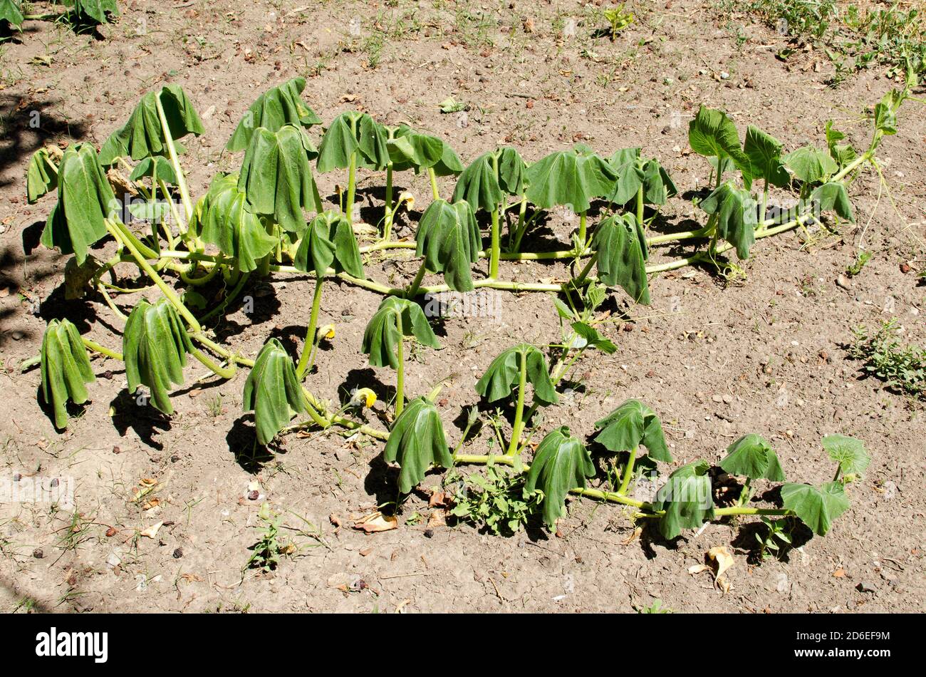 pumpkin-leaves-wilted-from-heat-and-drought-stock-photo-alamy