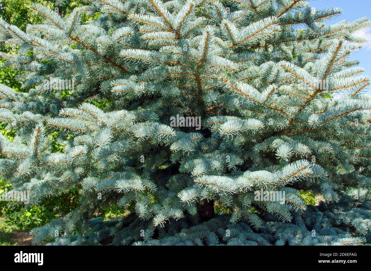Branches of a beautiful blue spruce Stock Photo Alamy