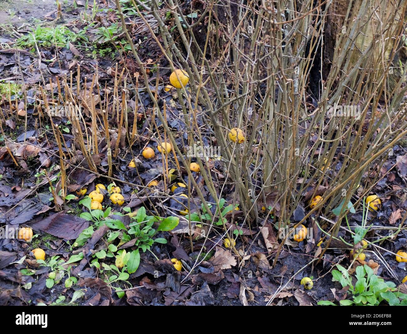 Fruits of the Japanese quince (Chaenomeles japonica) used as fallen fruit in winter Stock Photo