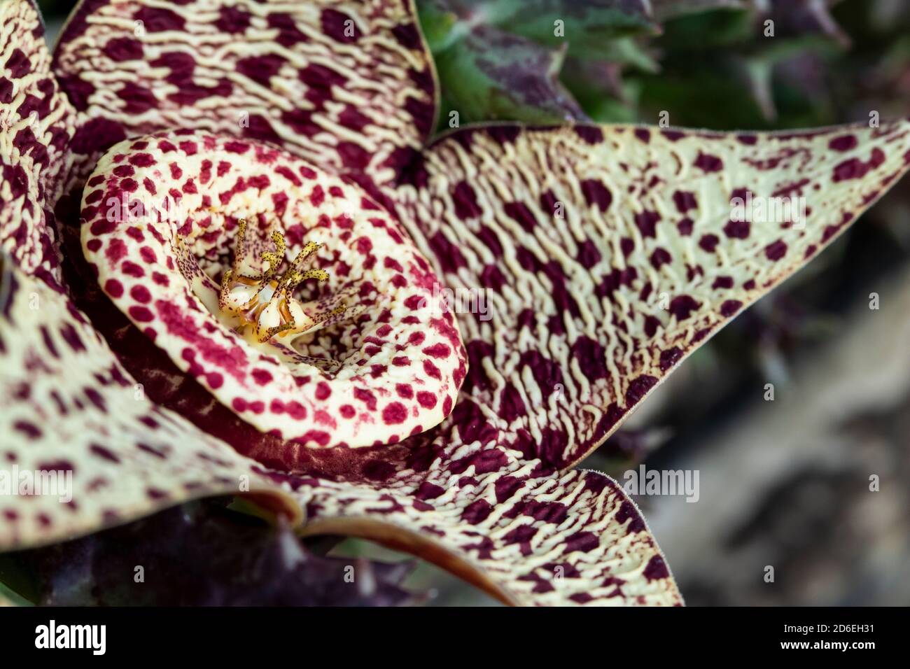 Horizontal closeup of a stapelia variegata flower Stock Photo