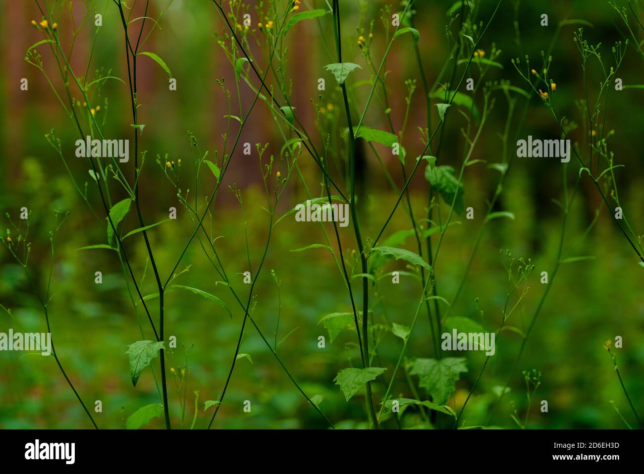 wild plant in the forest in summer Stock Photo - Alamy