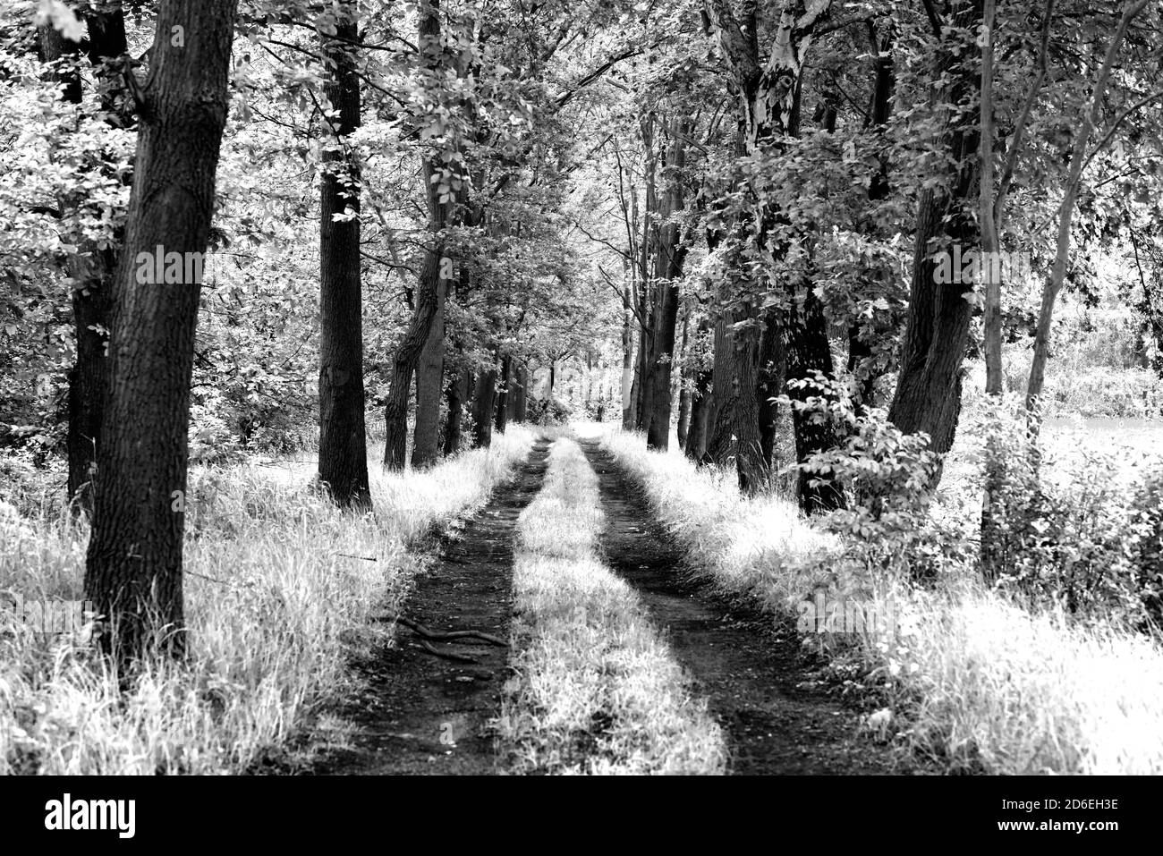 Forest way in summer in germany in black and white Stock Photo - Alamy