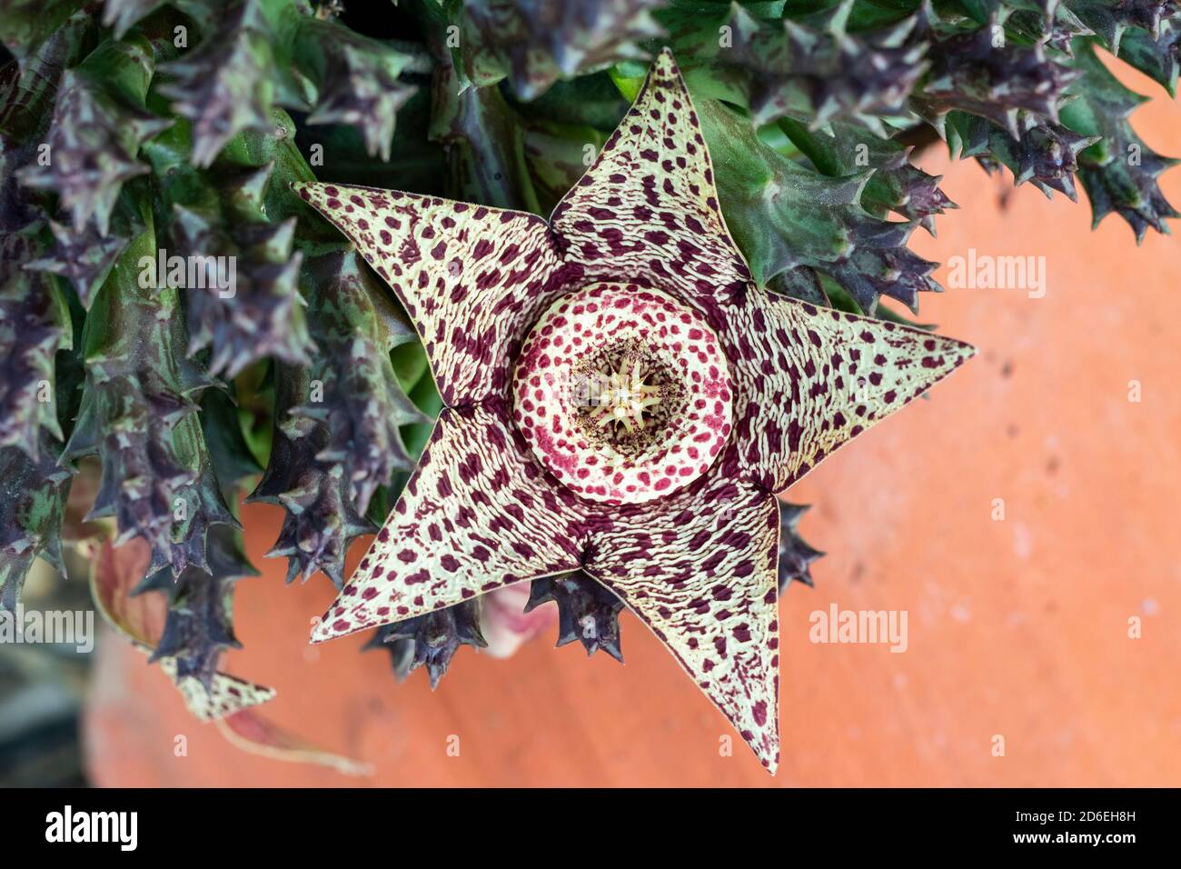 Horizontal shot of 1 stapelia variegata flower Stock Photo