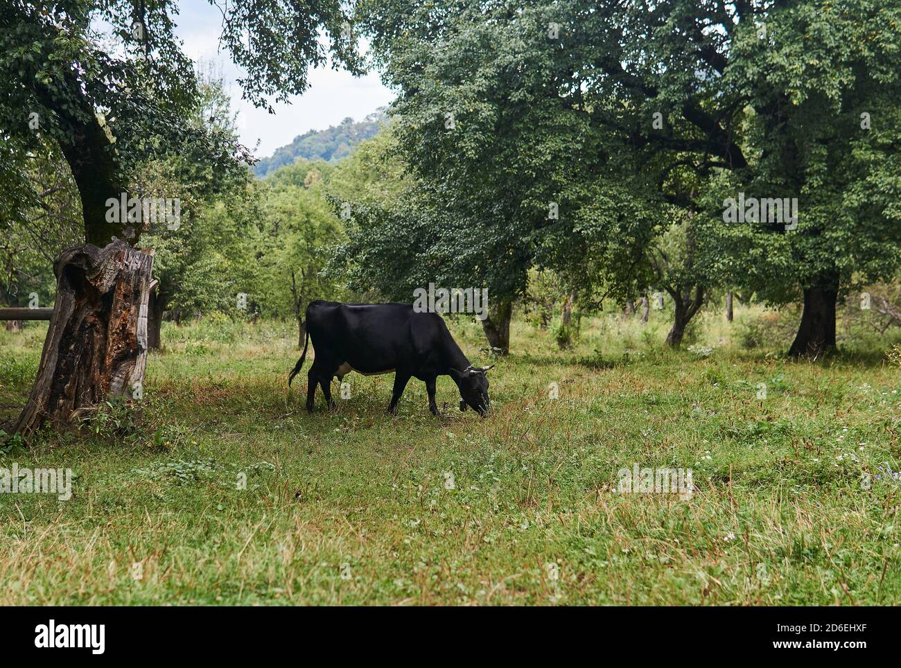 black cow grazes in an old abandoned garden Stock Photo - Alamy