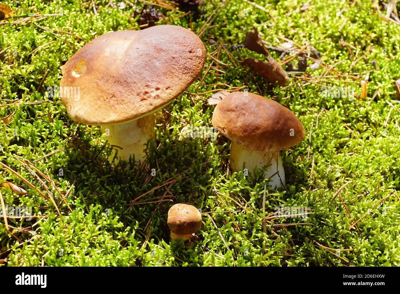 Boletus edulis commonly known as cep, penny bun, porcino or porcini