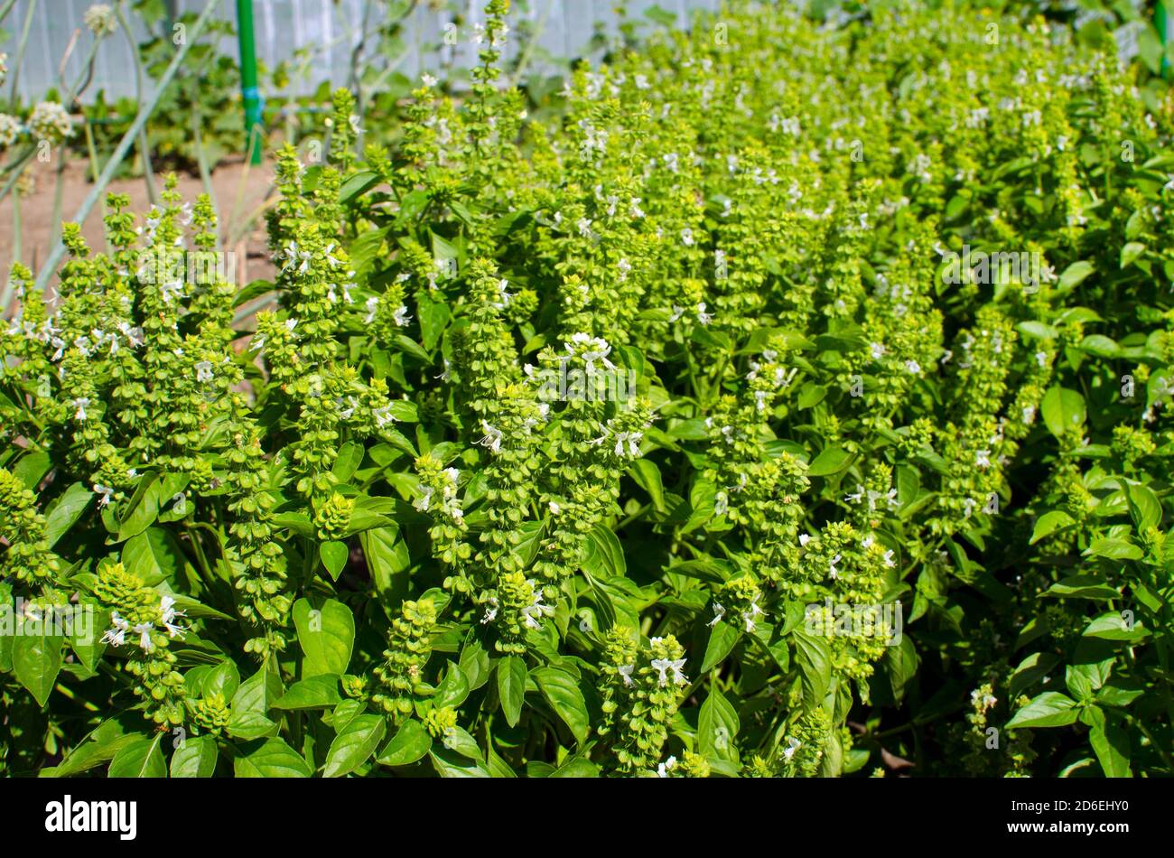 Growing basil in the garden Stock Photo Alamy