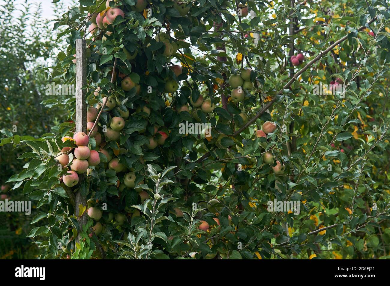 apples ripen on a tree on fruit plantation outdoor Stock Photo - Alamy