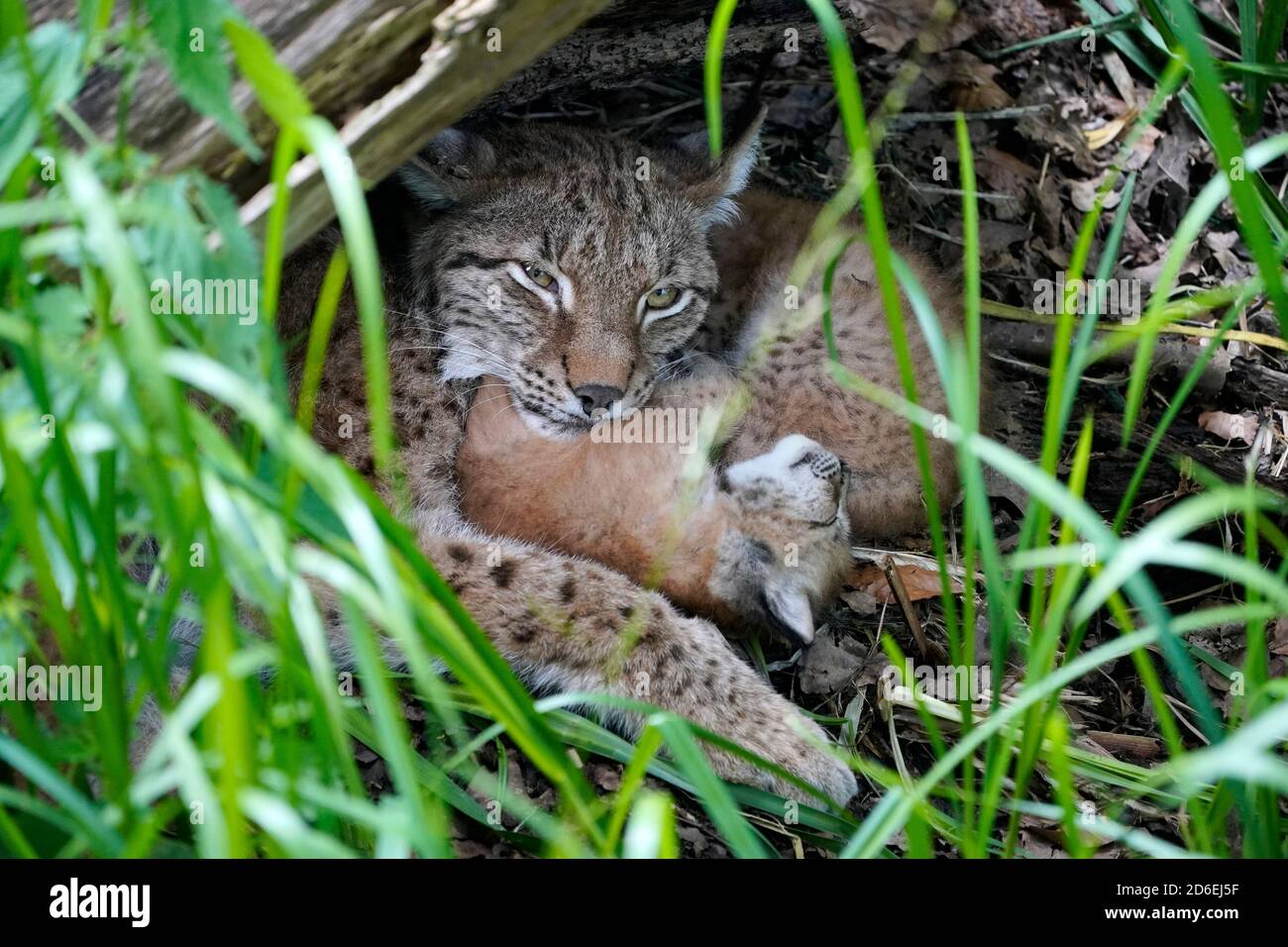 Lynx, (Lynx lynx), European lynx, mother and young, Germany Stock Photo