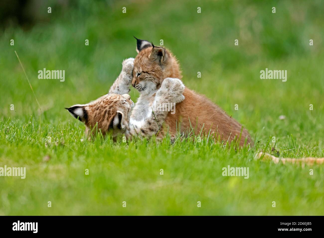 Lynx, (Lynx lynx), European lynx, young animals, Stock Photo