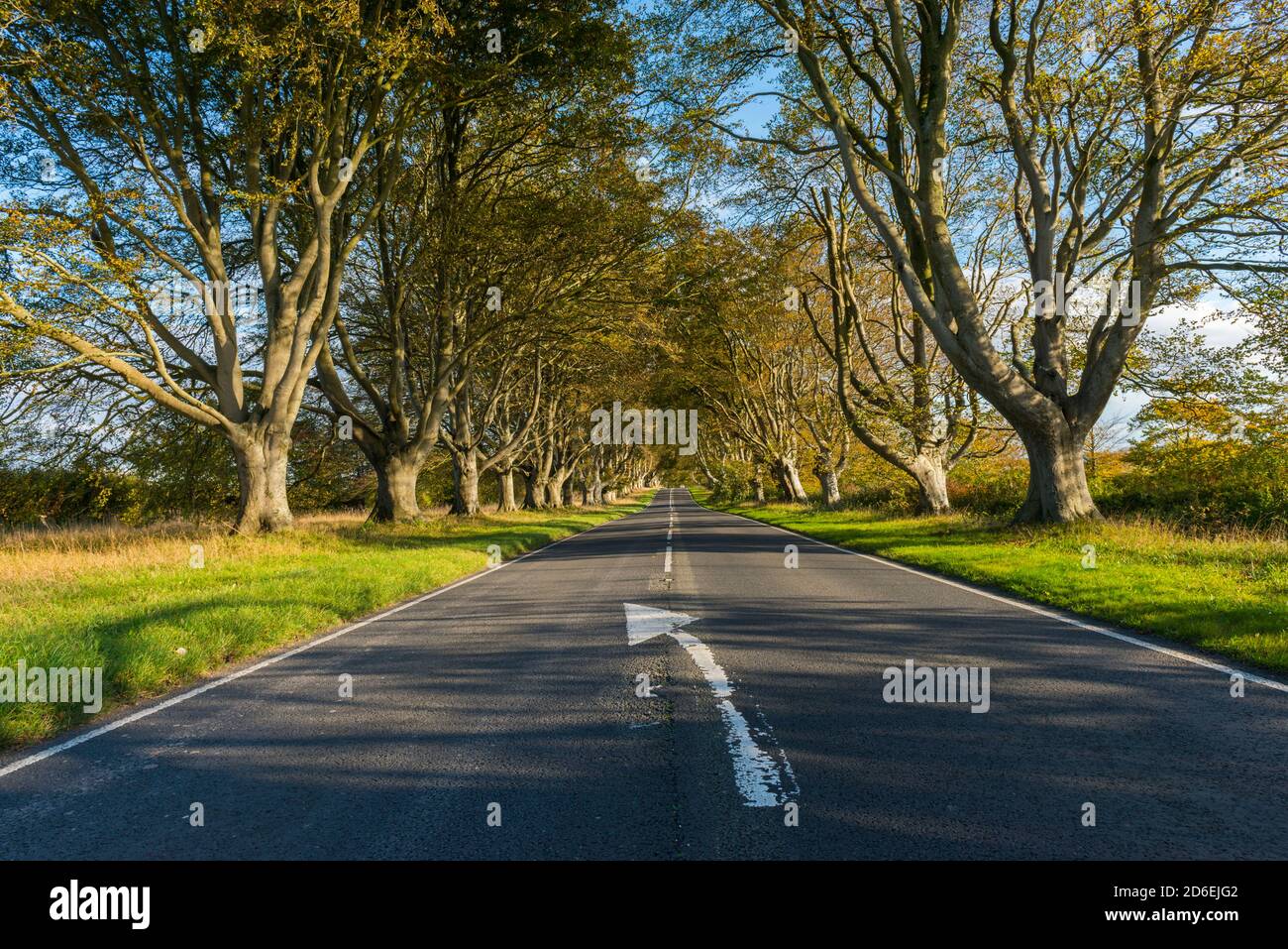 Wimborne, Dorset, UK. 16th October 2020. UK Weather. The leaves on the beech tree avenue are in