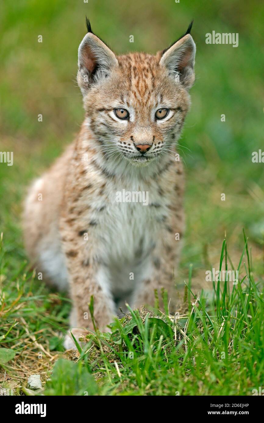 Lynx, (Lynx lynx), European lynx, young animals, Stock Photo