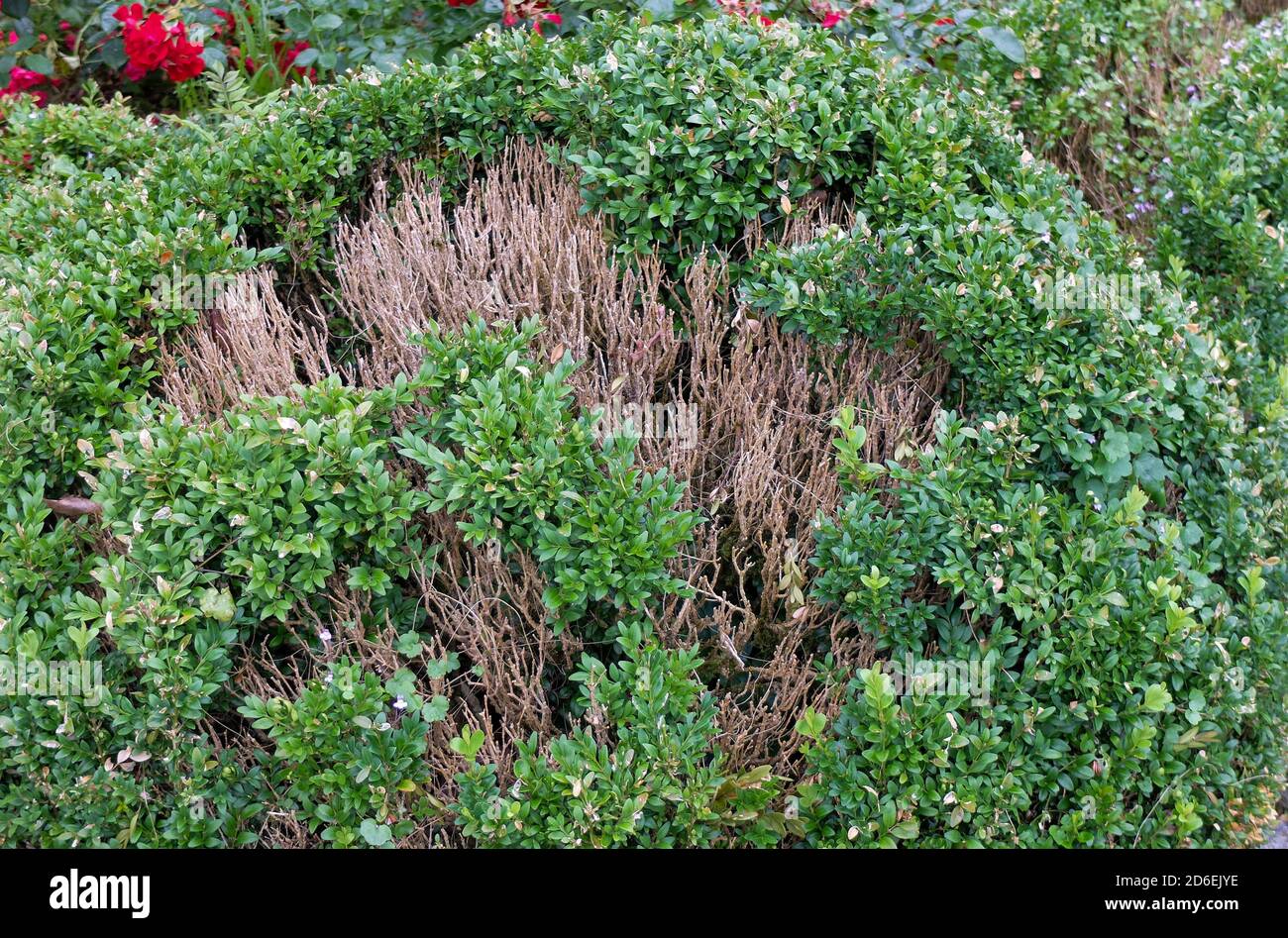 Boxwood problem hires stock photography and images Alamy