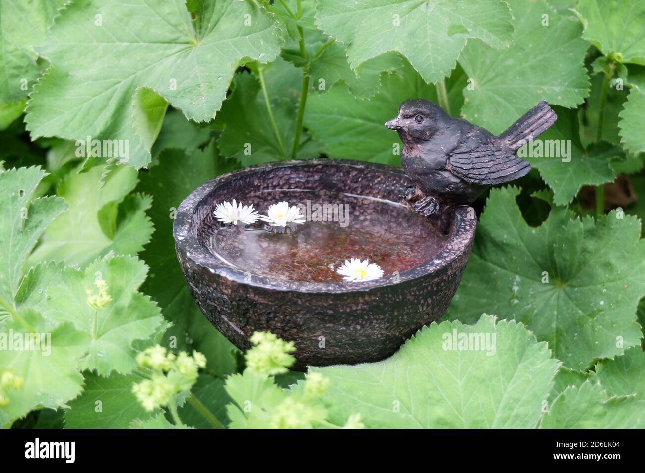 Small cast iron bird bath between lady's mantle leaves Stock Photo Alamy