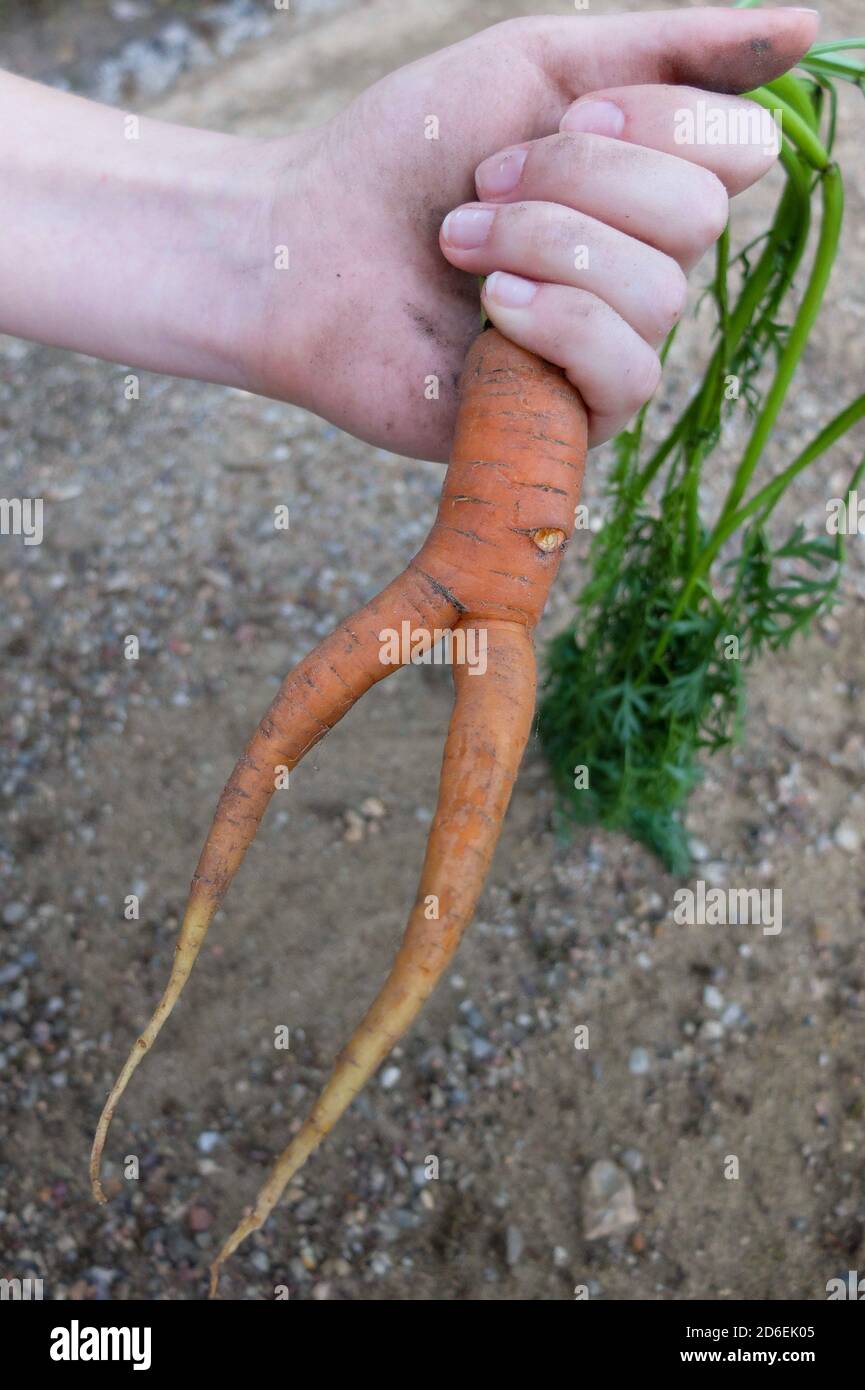 Two-legged carrot (Daucus carota ssp. Sativus), soil compaction leads to 'multi-legged' Stock Photo