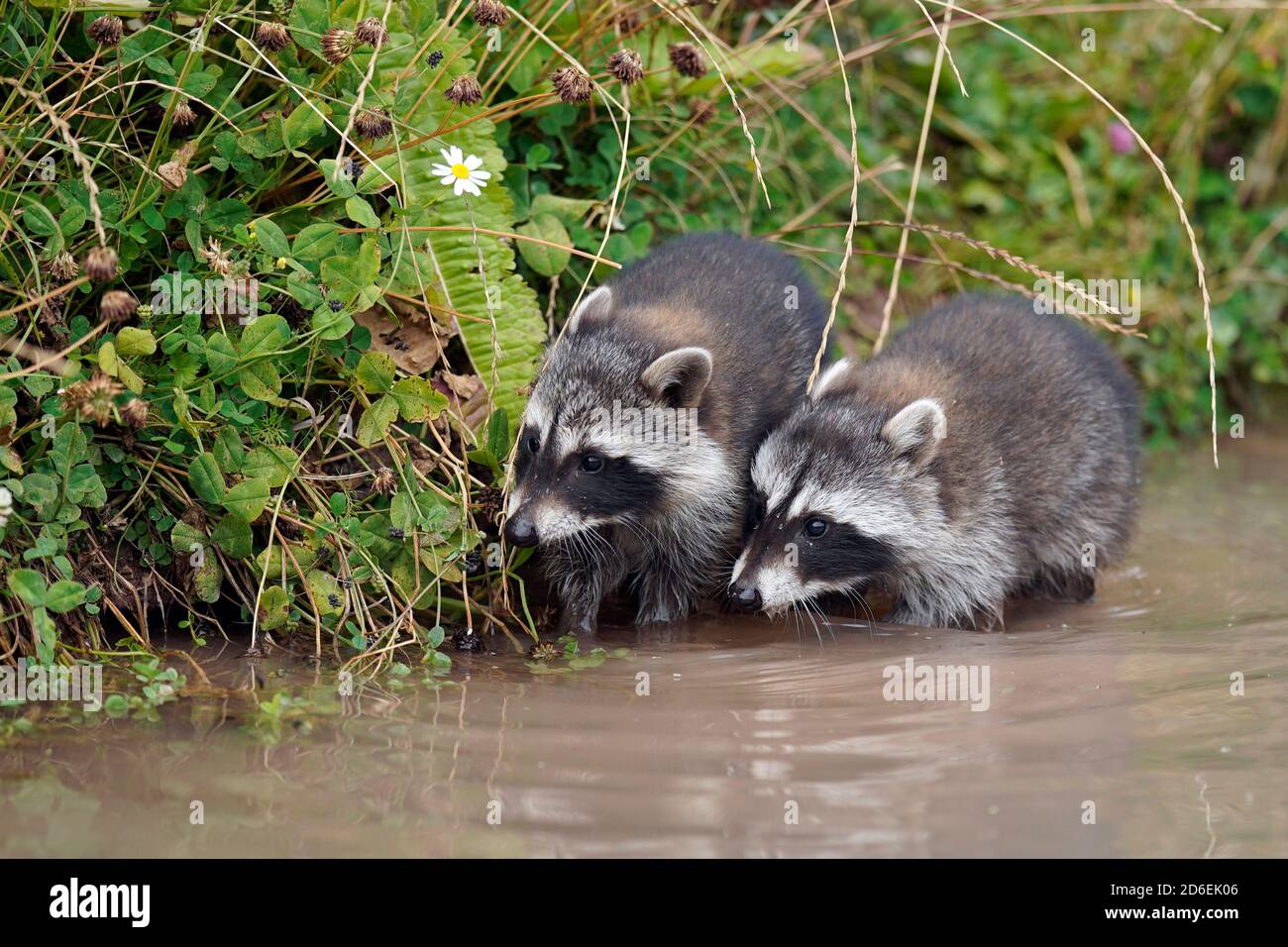 Raccoons, (Procyon lotor), young animals, Stock Photo