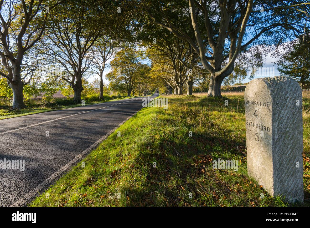 Wimborne, Dorset, UK. 16th October 2020. UK Weather. The leaves on the beech tree avenue are in