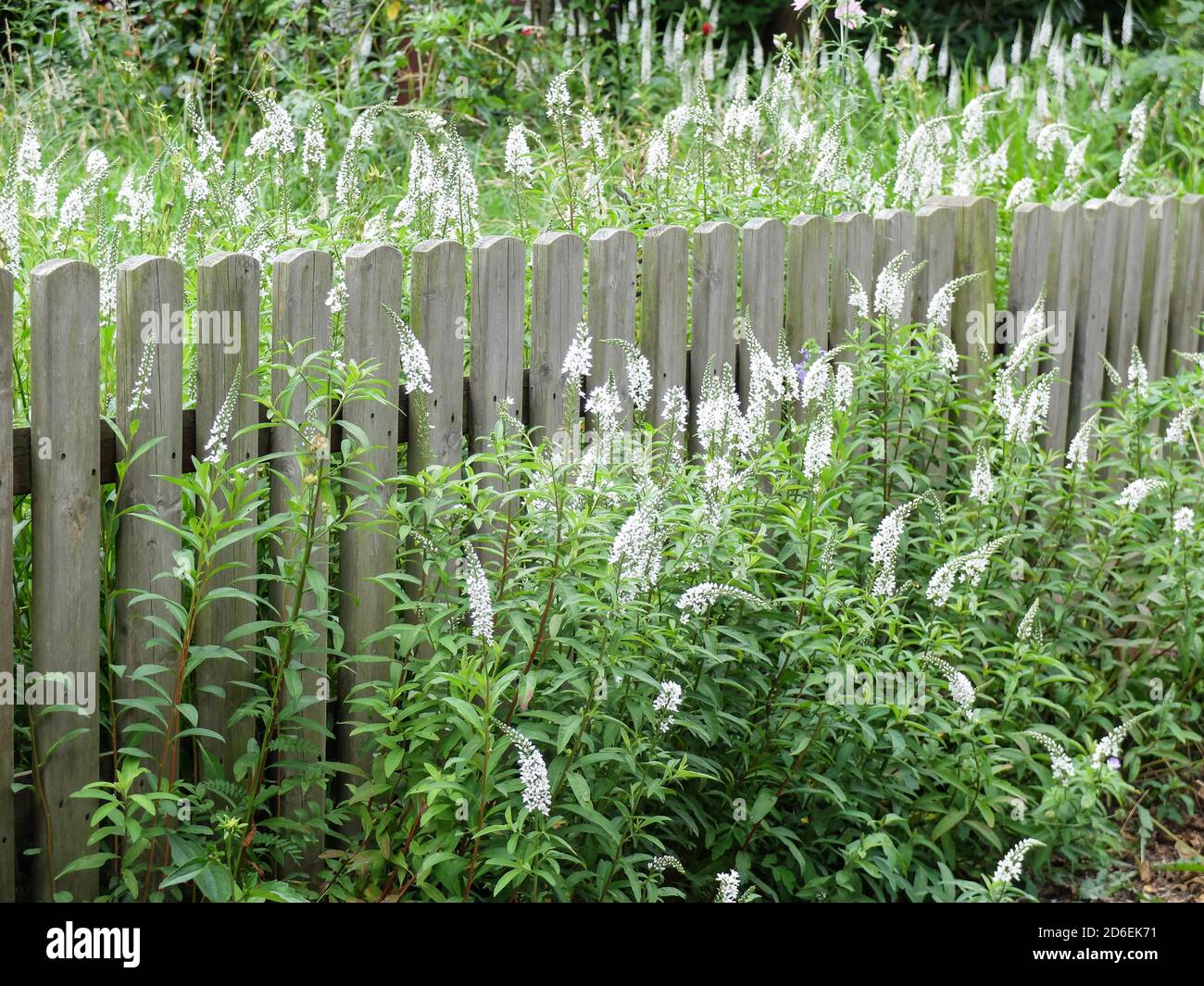 Snowflake (Lysimachia clethroides) on the wooden picket fence Stock Photo