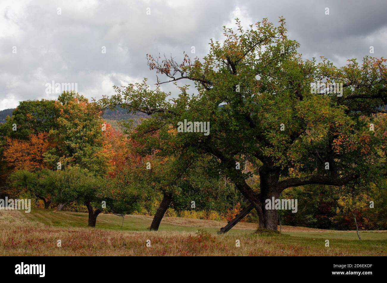 New england fall road hi-res stock photography and images - Alamy