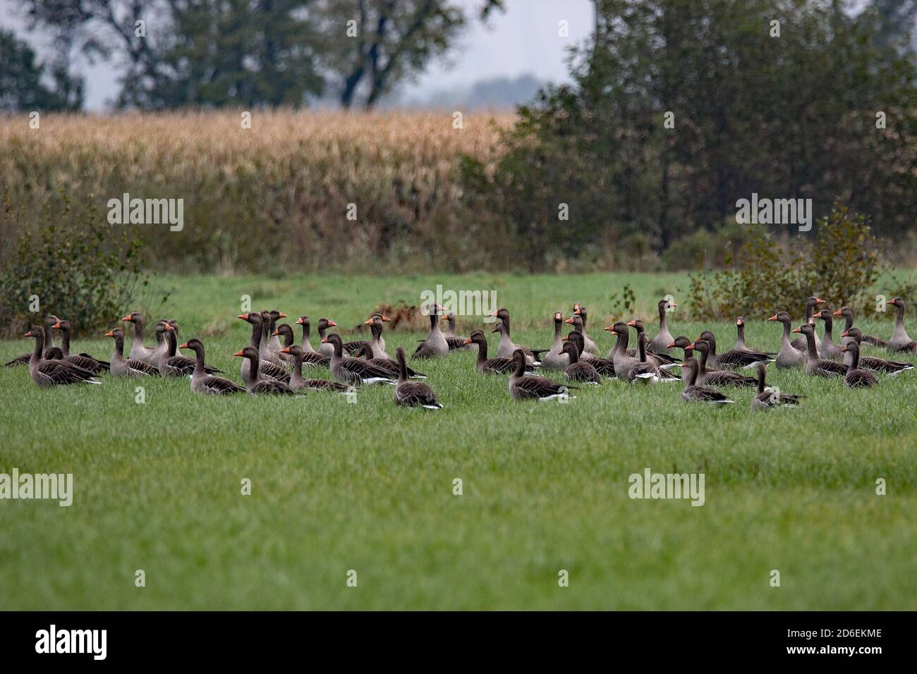 Gray wild geese on a green meadow Stock Photo Alamy