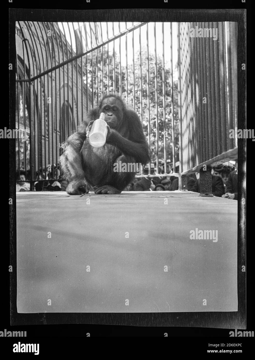 Orangutan named Miss Dooley at Lincoln Park Zoo, Chicago, Illinois, circa 1906. Stock Photo