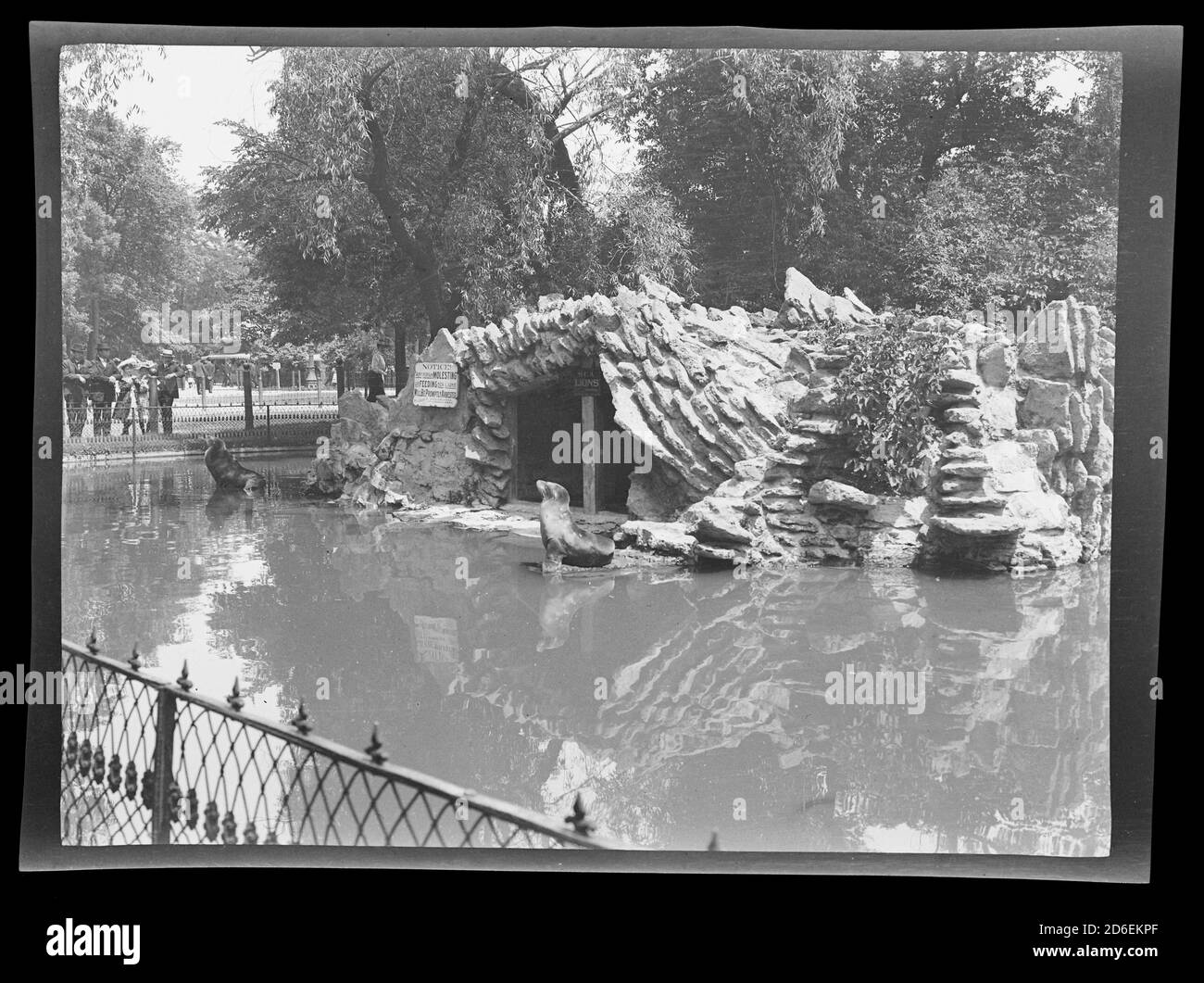 Sea lions at Lincoln Park Zoo, Chicago, Illinois, circa 1906. Stock Photo