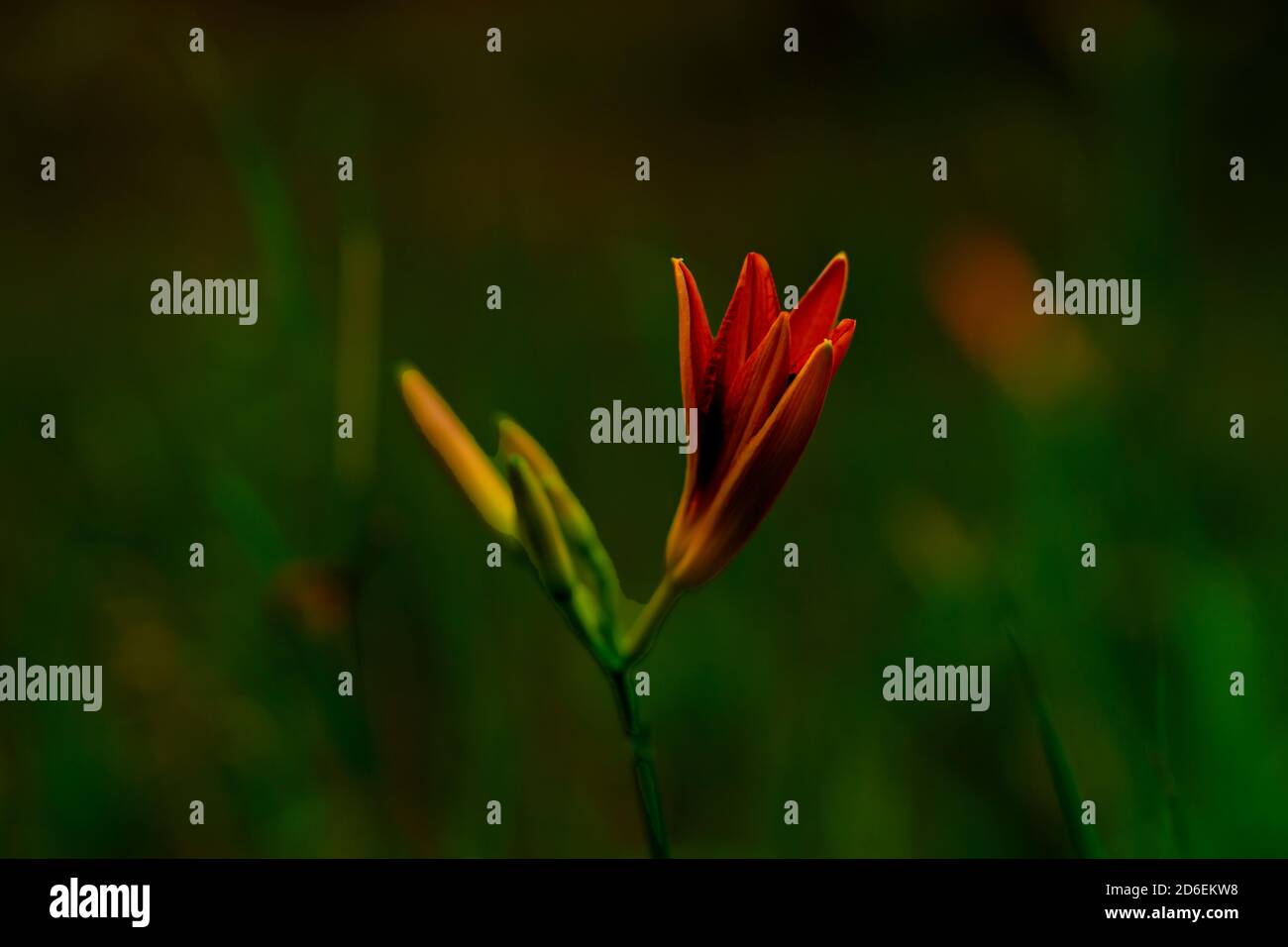 Flowering lily in summer in Germany Stock Photo