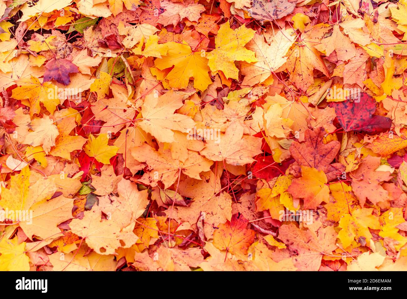 Red orange yellow maple hi-res stock photography and images - Alamy