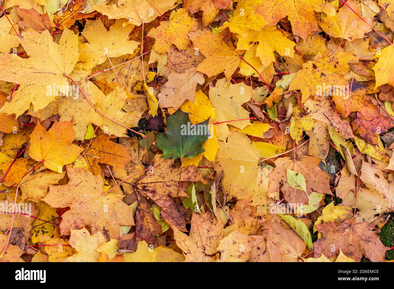 Orange and yellow maple leaves hi-res stock photography and images - Alamy