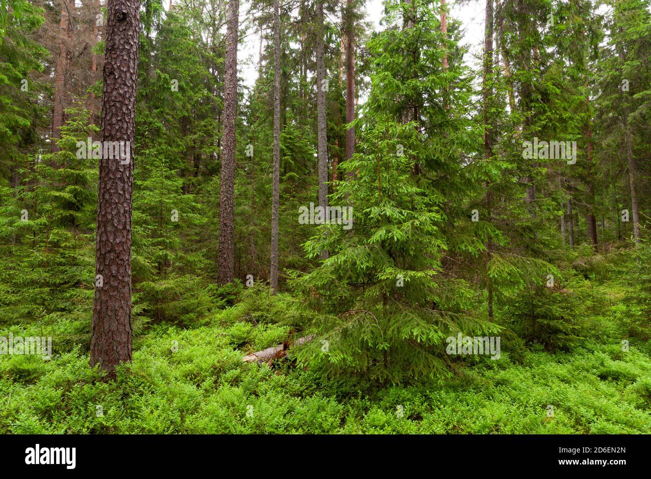 Lush and green summery baltic boreal coniferous forest in Estonian nature, Northern Europe. Stock Photo