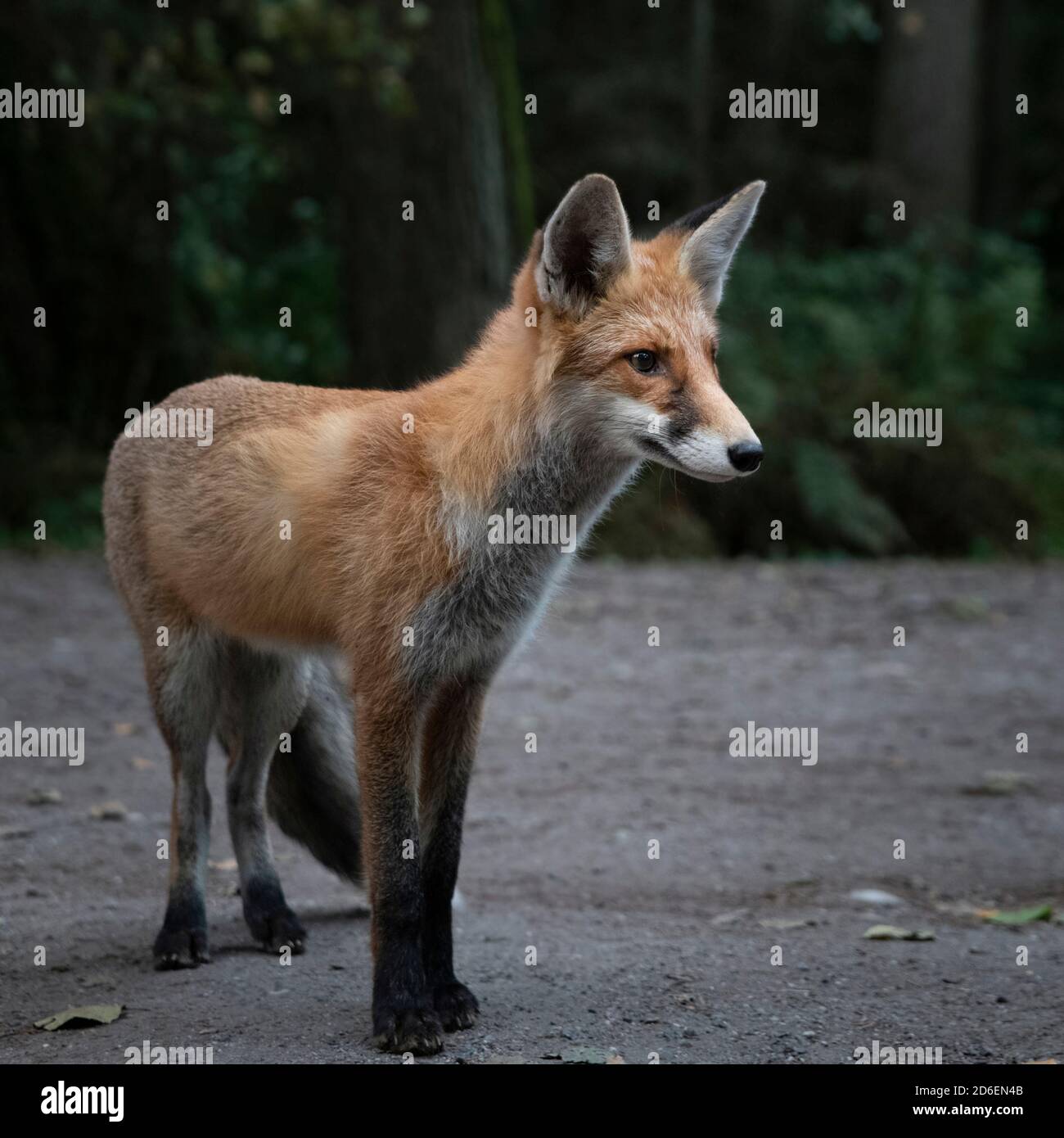 Red fox shy animal hi-res stock photography and images - Alamy