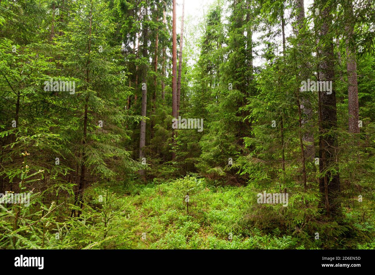 Lush and green summery baltic boreal coniferous forest in Estonian nature, Northern Europe. Stock Photo