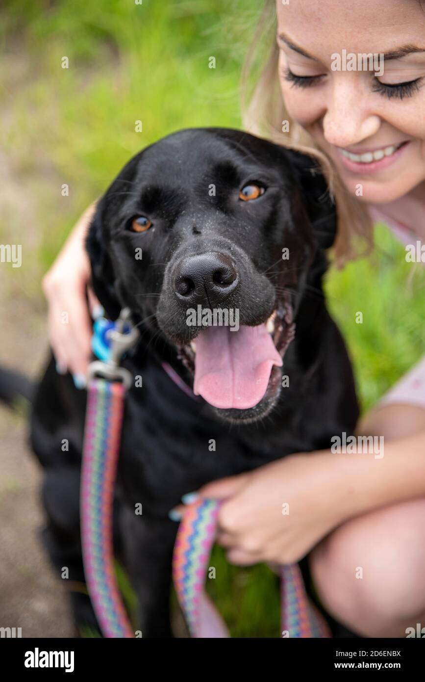 Smiling black lab on walk Stock Photo