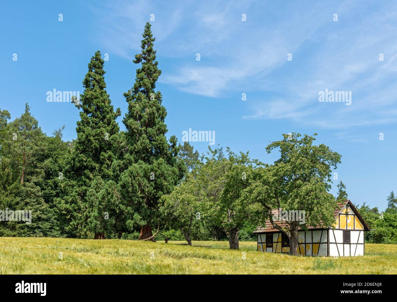 Germany, Baden-Wuerttemberg, Tübingen - Hagelloch, Schönbuch, giant sequoia, Wellingtonia, two trees from the Wilhelmasaat Stock Photo