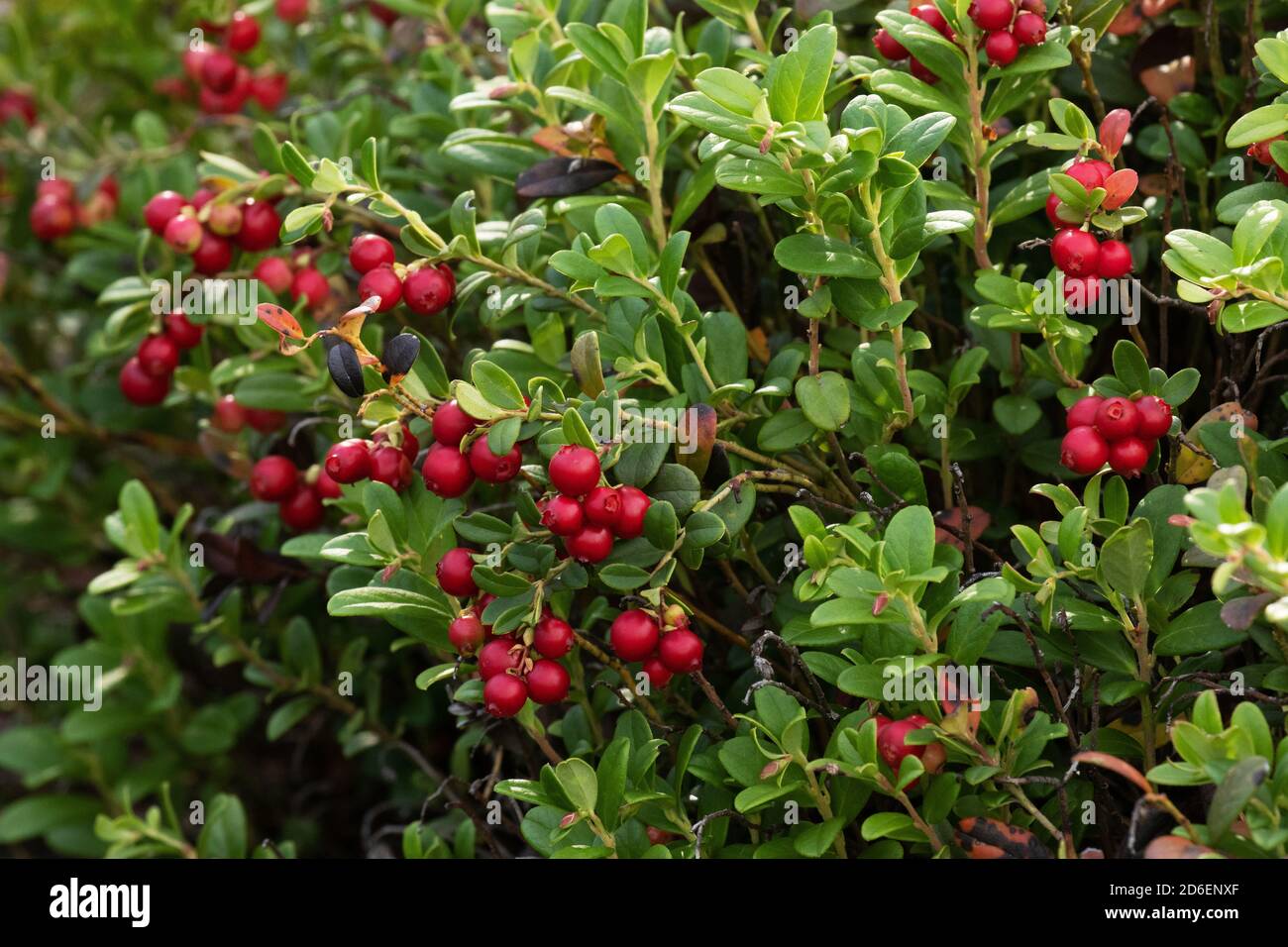 Ripe Lingonberries, Vaccinium vitis-idaea, in an old pine forest in Estonian nature, Northern forest Stock Photo