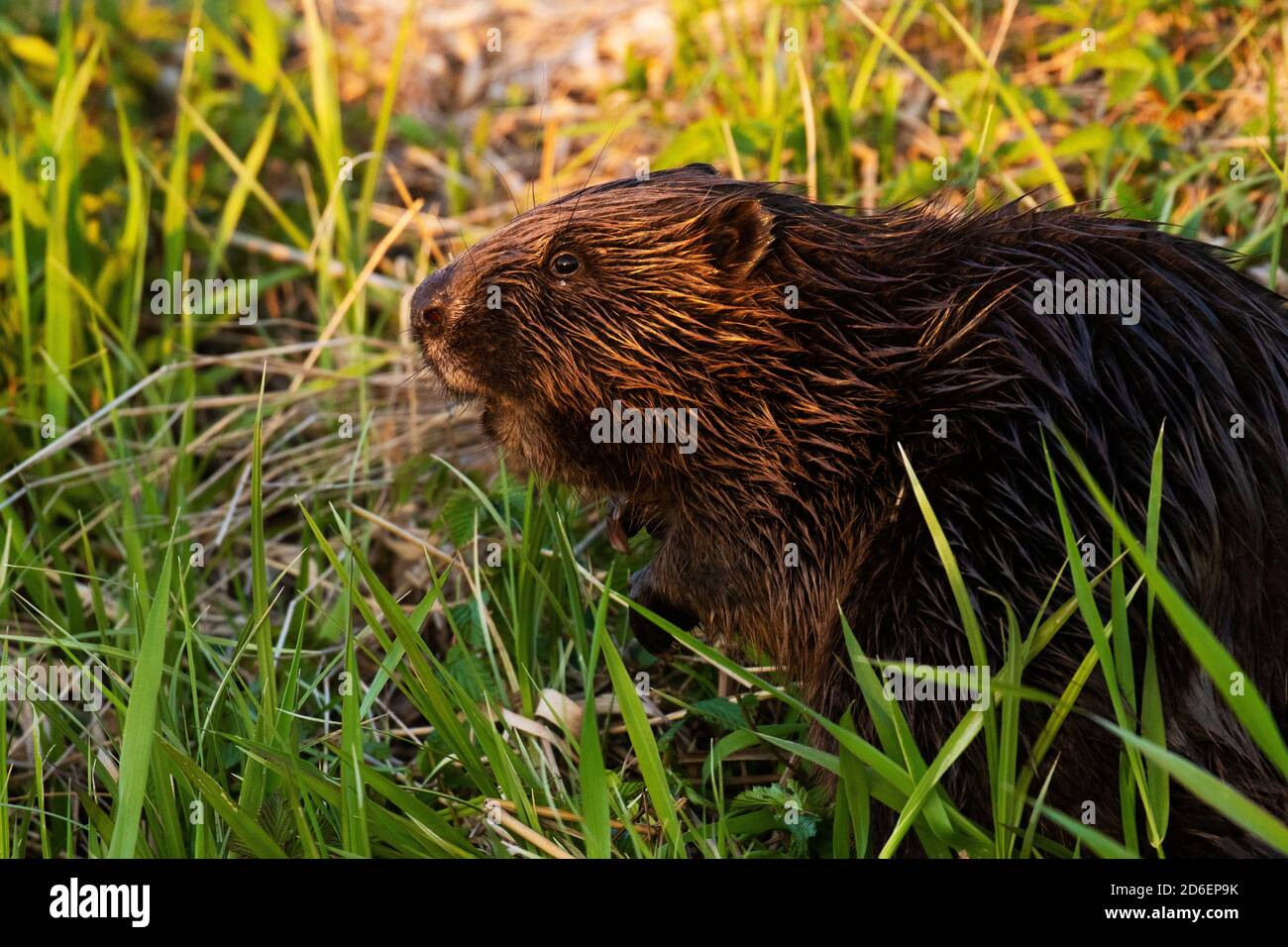 Eurasian beaver (Castor fiber) in the middle of lush and green fresh plants on a river bank in Estonian wild nature, Northern Europe. Stock Photo