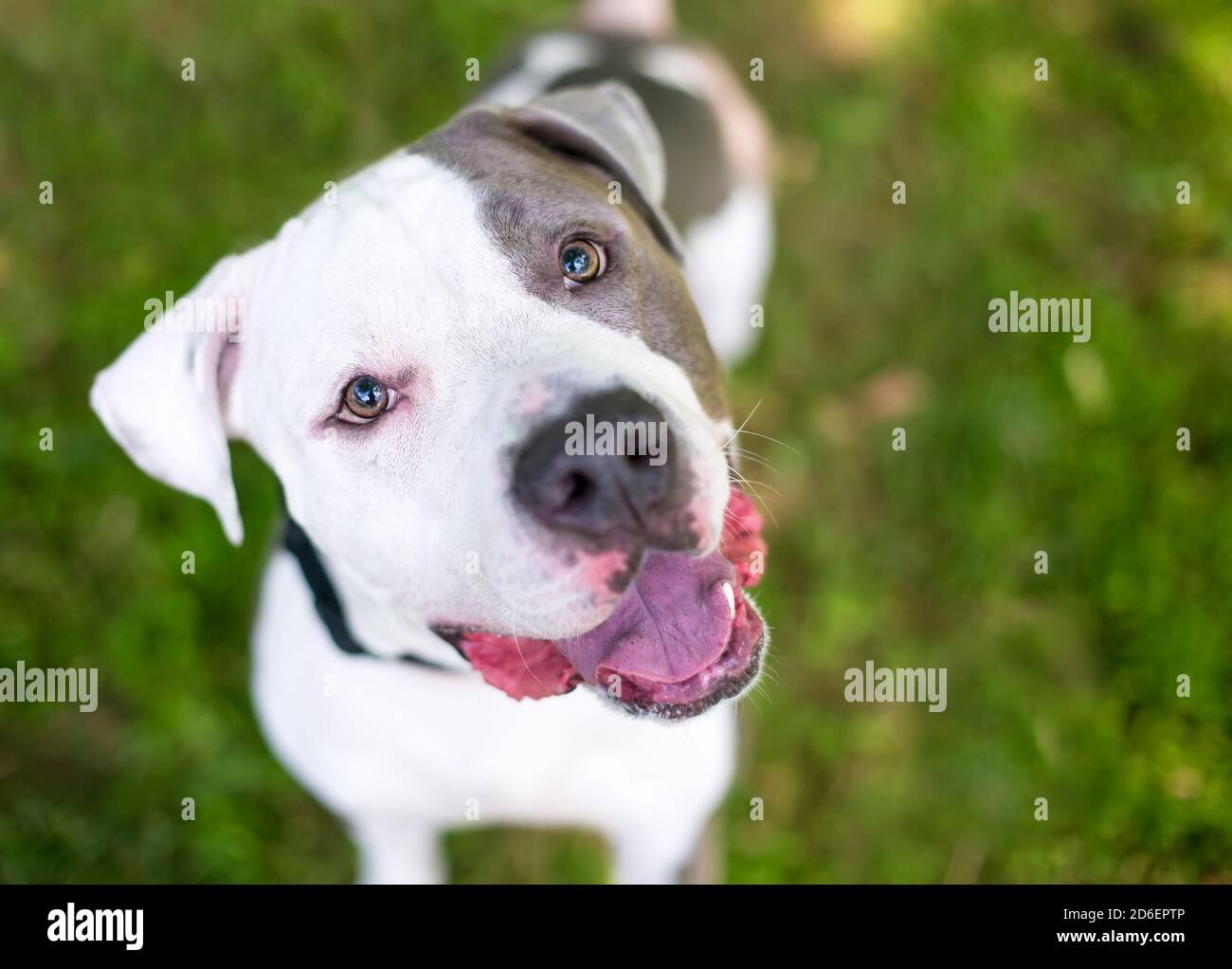 A happy gray and white Pit Bull Terrier mixed breed dog looking up at the camera with a head tilt Stock Photo